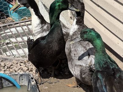 4 ducks for free