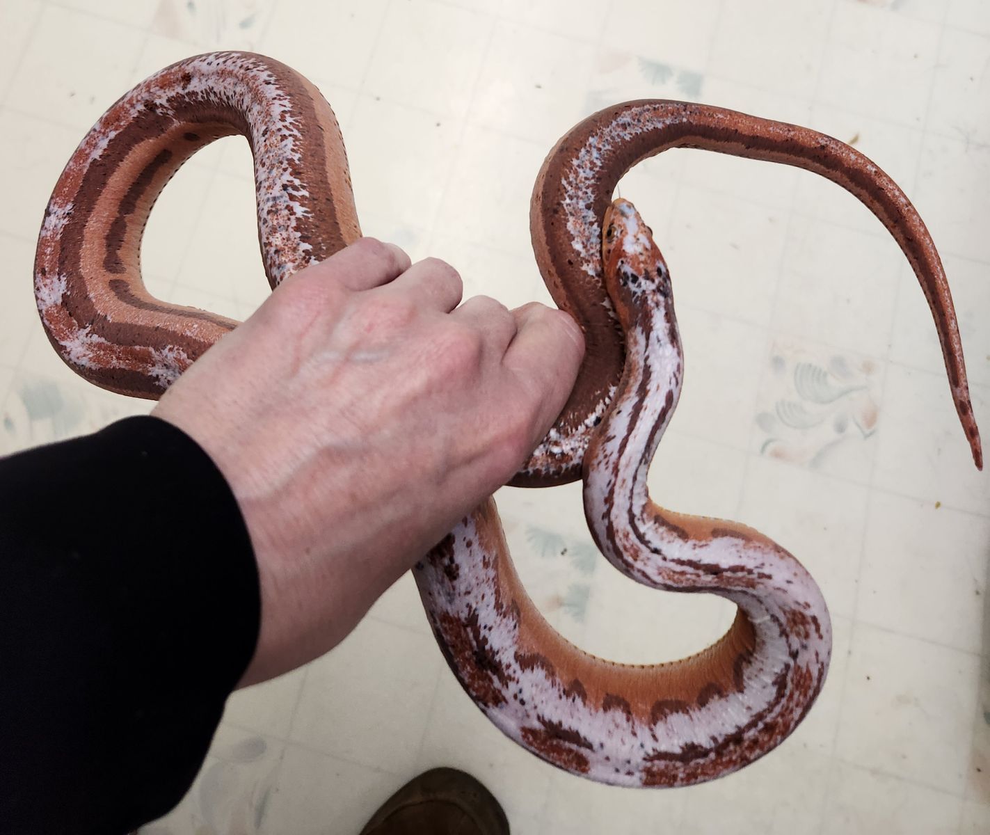 Prooven pair for scaleless corn snakes