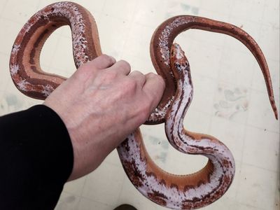 Prooven pair for scaleless corn snakes