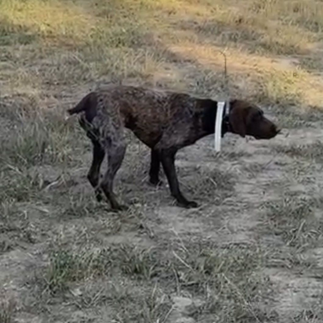 AKC German Shorthair Pointer Male, GSP