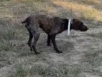 AKC German Shorthair Pointer Male, GSP