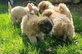 Toy Poodle French Bulldog Mix Pups