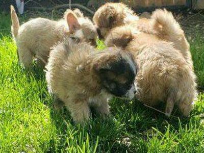 Toy Poodle French Bulldog Mix Pups
