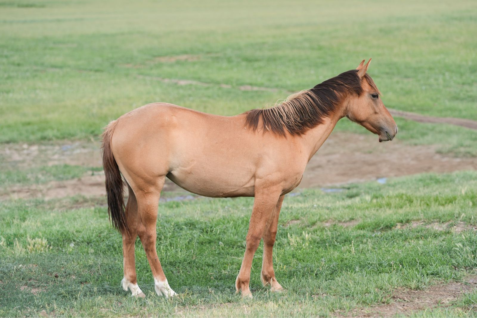 Cayenne Corinne - Metallic Cat x Automatic Whiz 2025 Filly