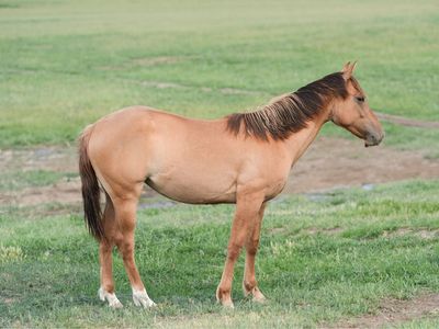 Cayenne Corinne - Metallic Cat x Automatic Whiz 2025 Filly