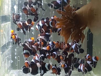 Clownfish and Rainbow Bubble Tip Anemone's