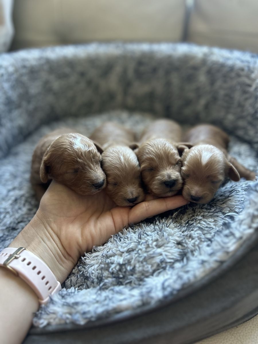 Tiny Cavapoo puppies!!!!