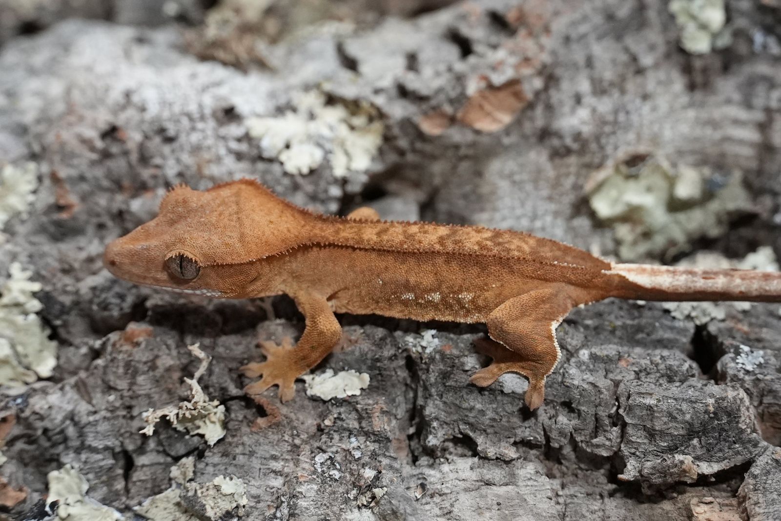 Red porthole crested gecko