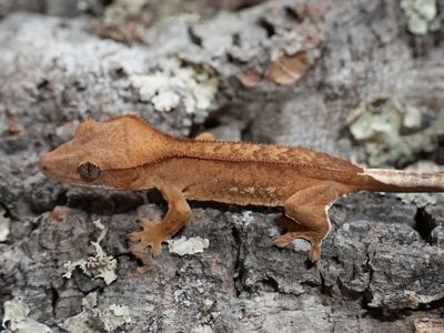 Red porthole crested gecko