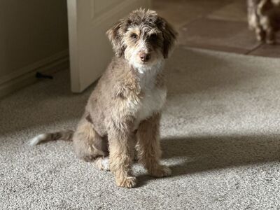 Honey mini Aussie doodle