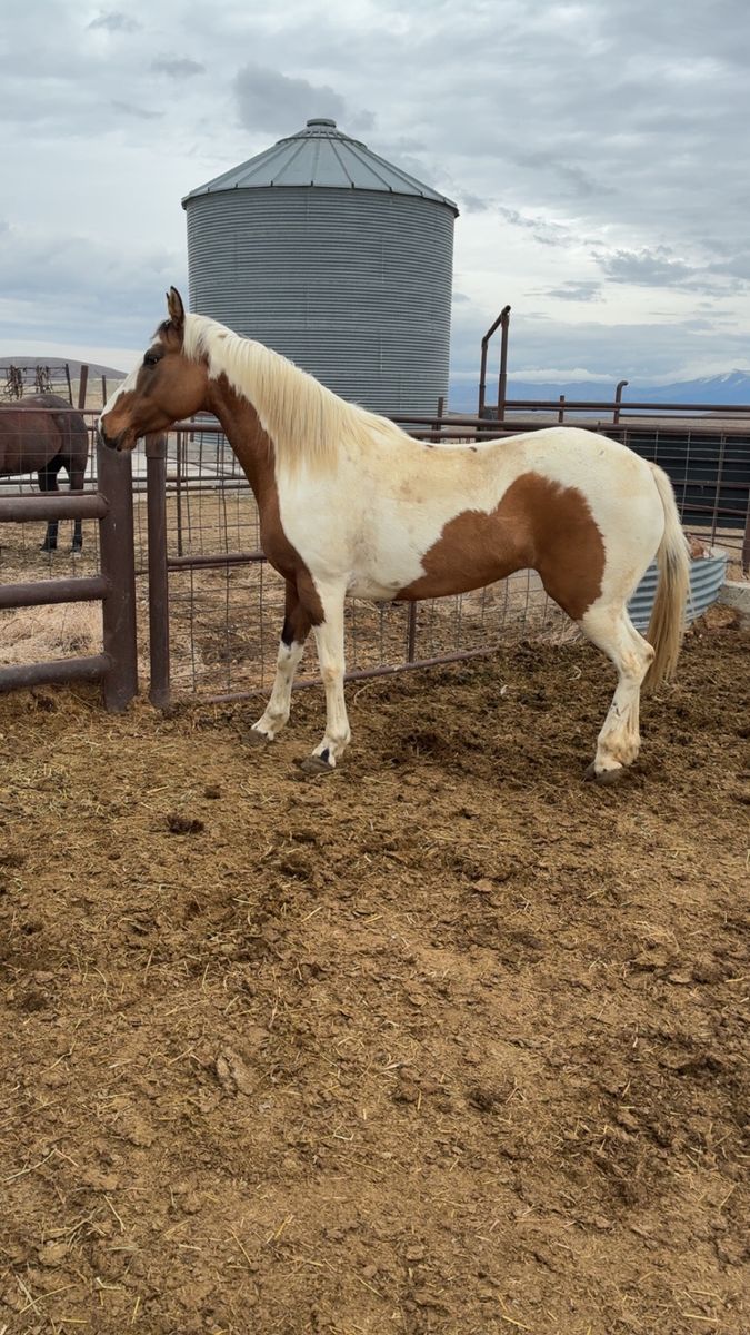 5yr old mare