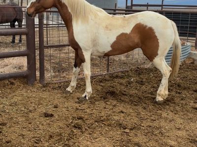 5yr old mare