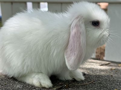 Adorable Holland Lop Bunnies