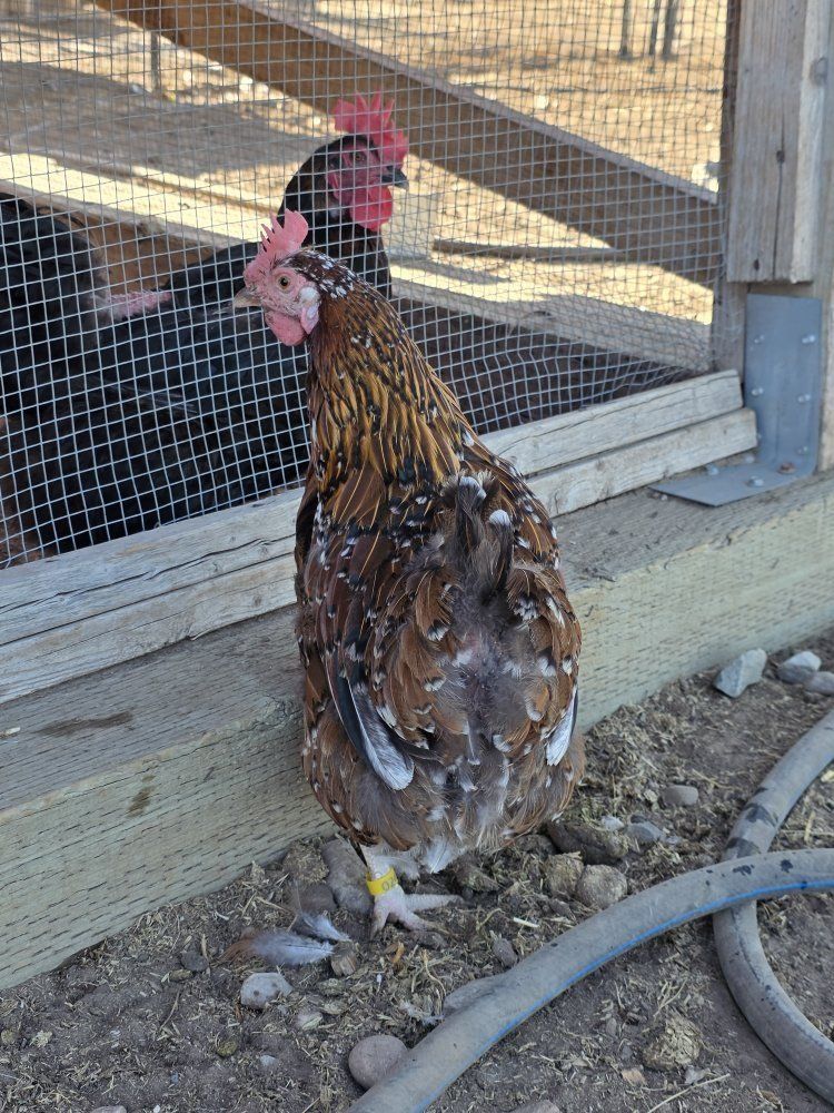laying hens
