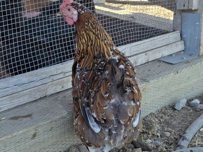 laying hens
