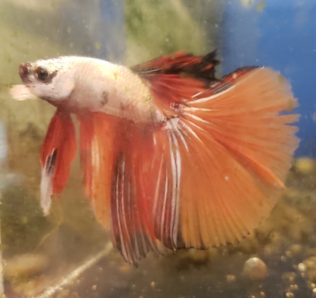 import Vibrant Orange and White Male Betta Fish - Healthy, Active, Beautiful Fins