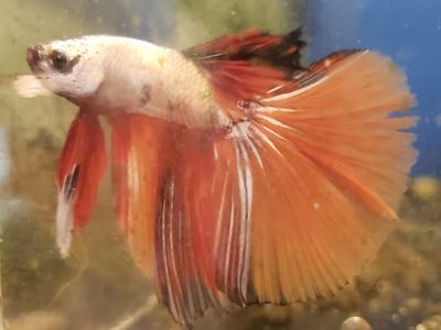 import Vibrant Orange and White Male Betta Fish - Healthy, Active, Beautiful Fins