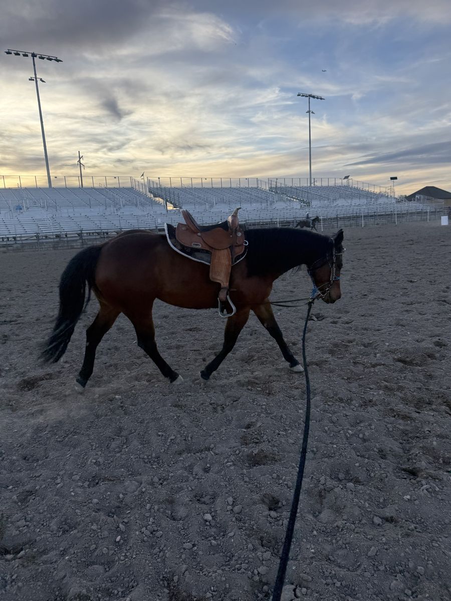 LOOKING FOR HORSE QUALITY GRASS HAY