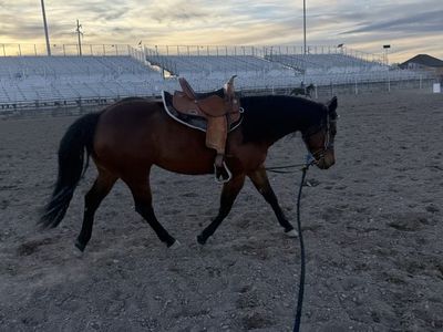 LOOKING FOR HORSE QUALITY GRASS HAY