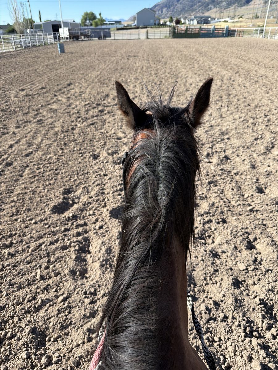AQHA registered  bay mare Driftwood/Hancock