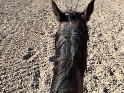 AQHA registered bay mare Driftwood/Hancock