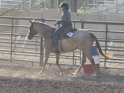 ISO Kids Horse