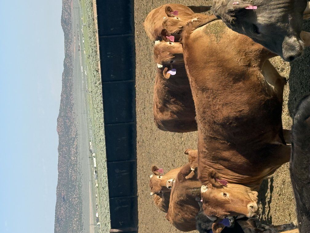 100% Full blood Akaushi Wagyu beef steers for sale