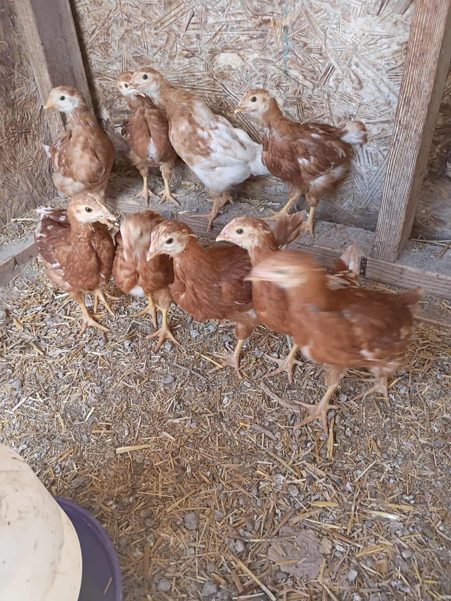Pullets