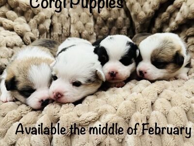Corgi Purebred Puppies