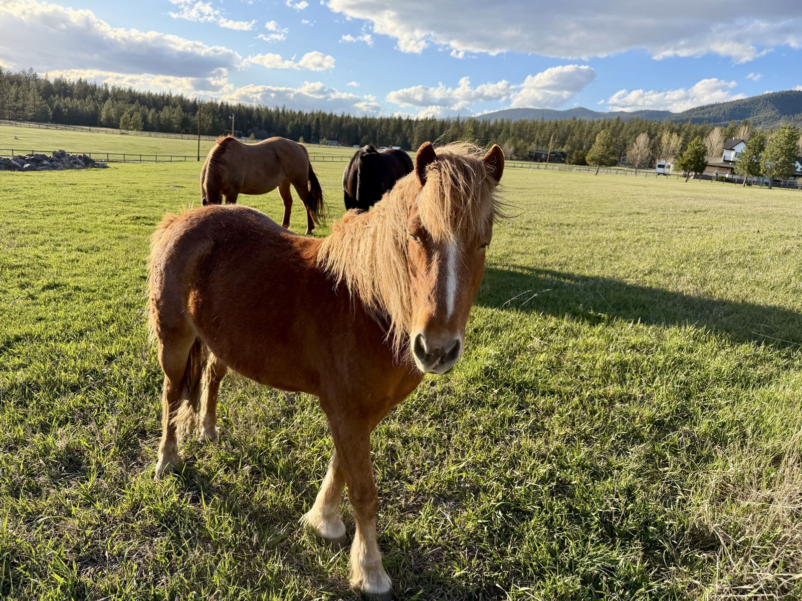 Gelding Pony