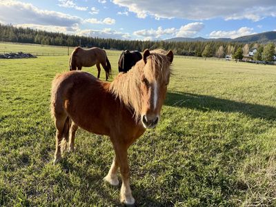 Gelding Pony