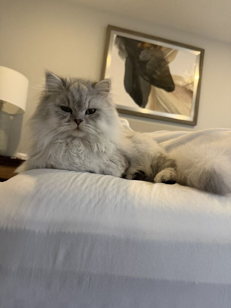 Boyfriend for this Persian chinchilla