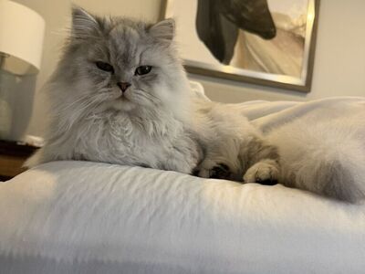 Boyfriend for this Persian chinchilla