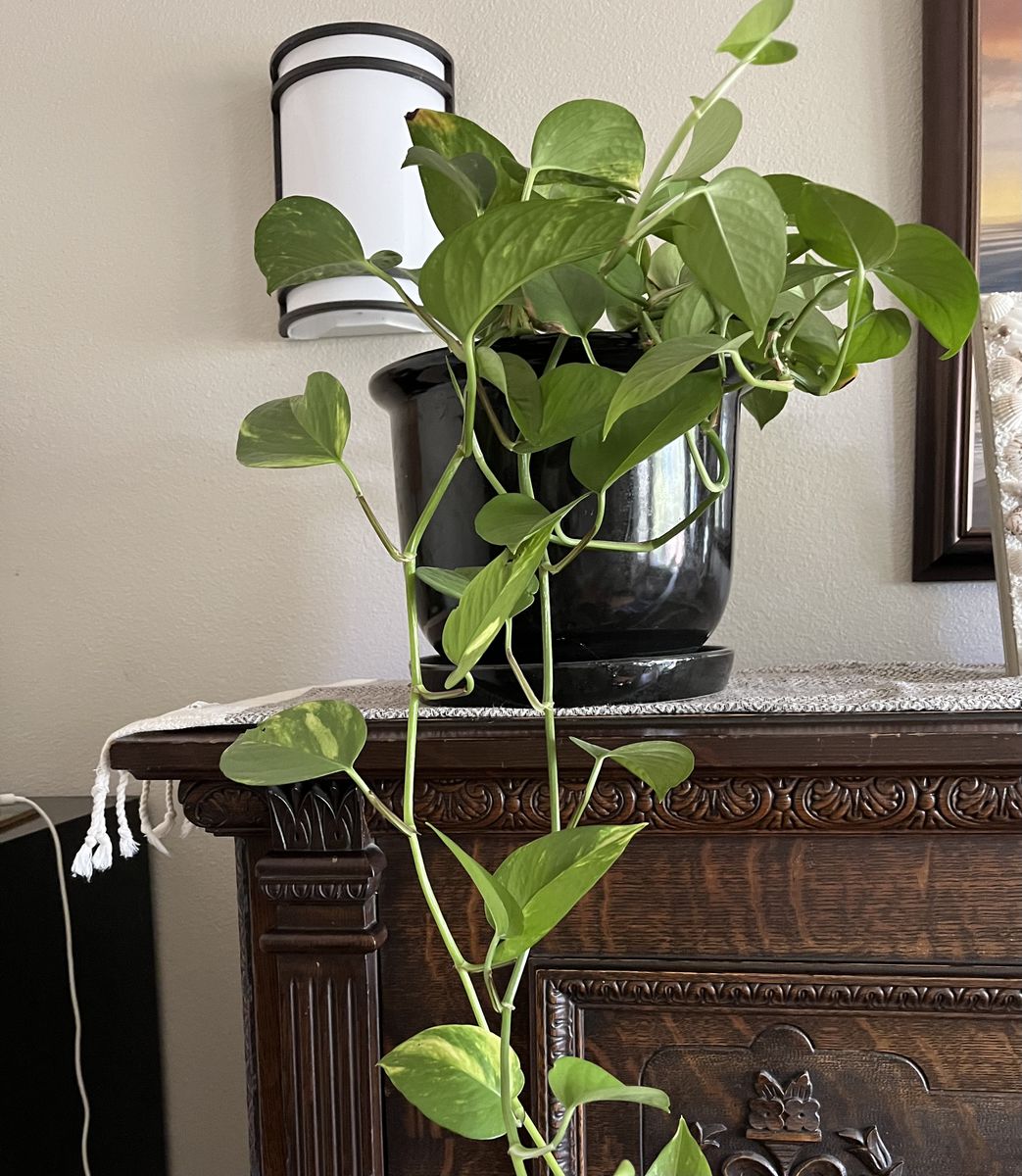 Pothos Plant in Black Ceramic pot with built in tray.