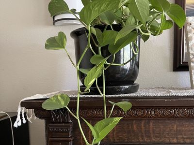 Pothos Plant in Black Ceramic pot with built in tray.