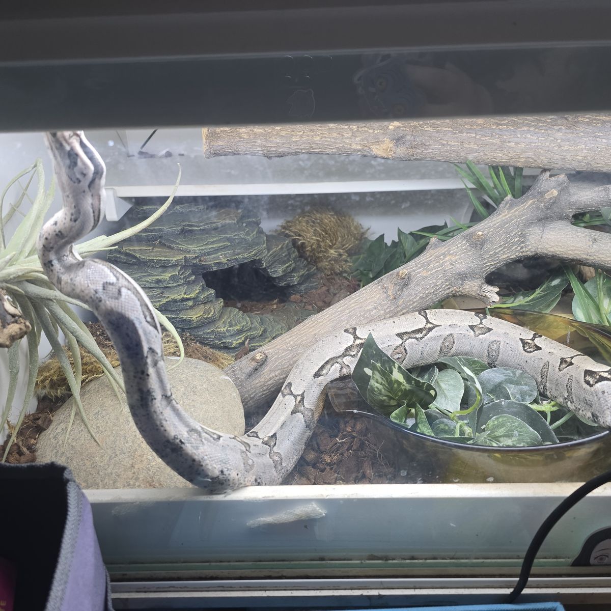 RARE Male Short-tail Boa