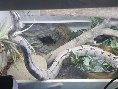 RARE Male Short-tail Boa