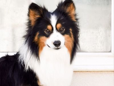 AKC pembroke Welsh corgi stud