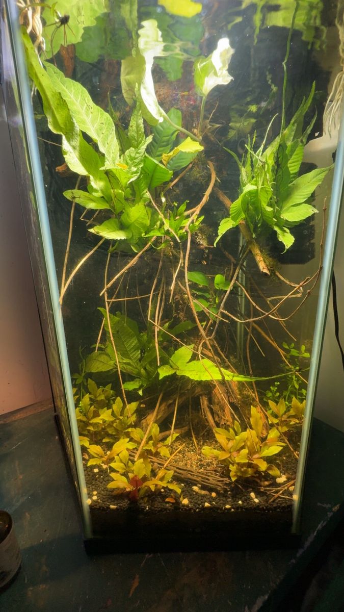 20g empty hexagon tank