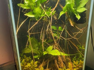 20g empty hexagon tank