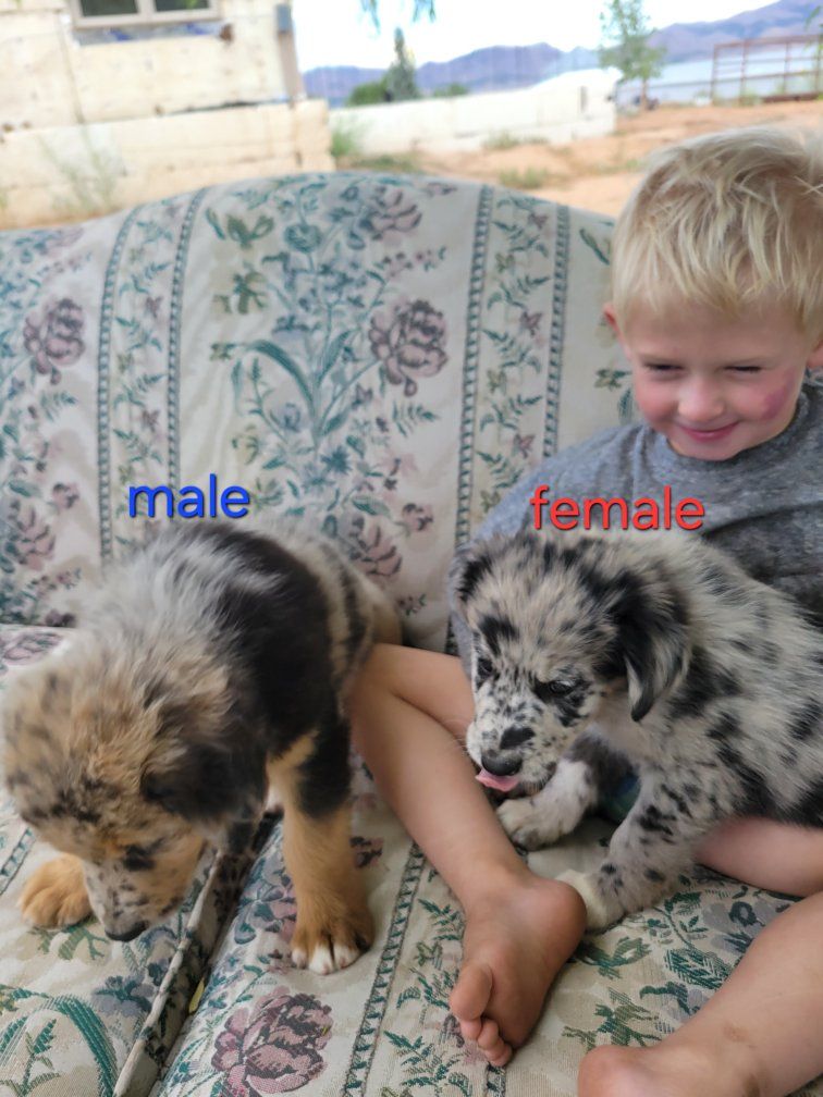 one male one female marl puppies 