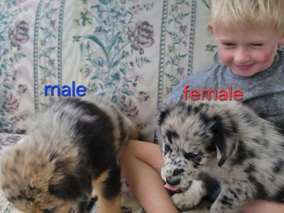 one male one female marl puppies
