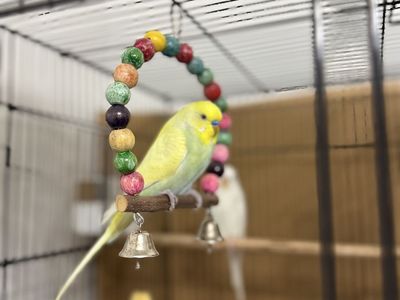 Parakeets (Budgies) - Comes with small free cage