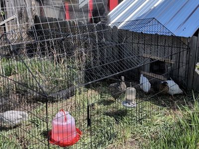 Young Laying hens