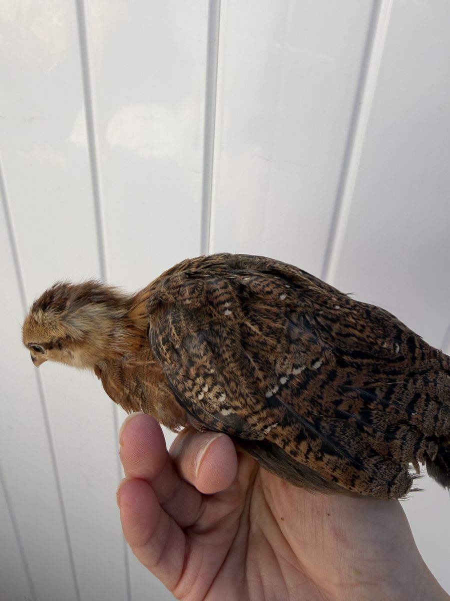 2 Welsummer pullets sexed female chicken hen