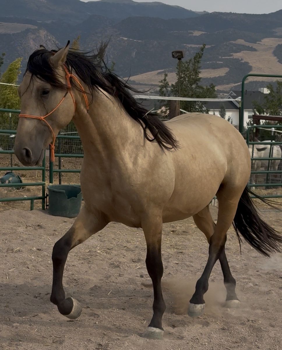 Horse Andalusians 2