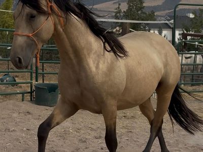 Horse Andalusians 2