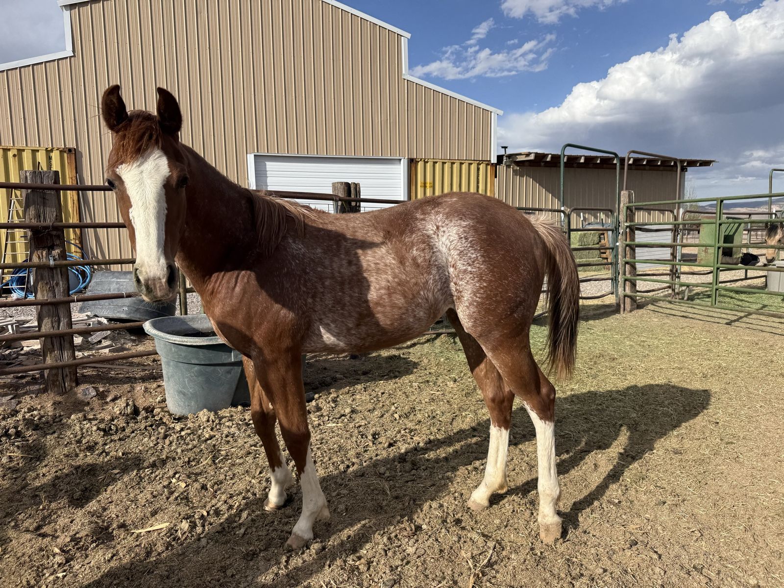 2025 roan filly