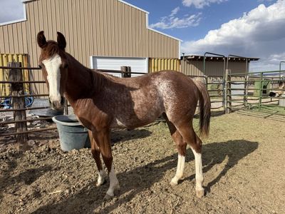 2025 roan filly