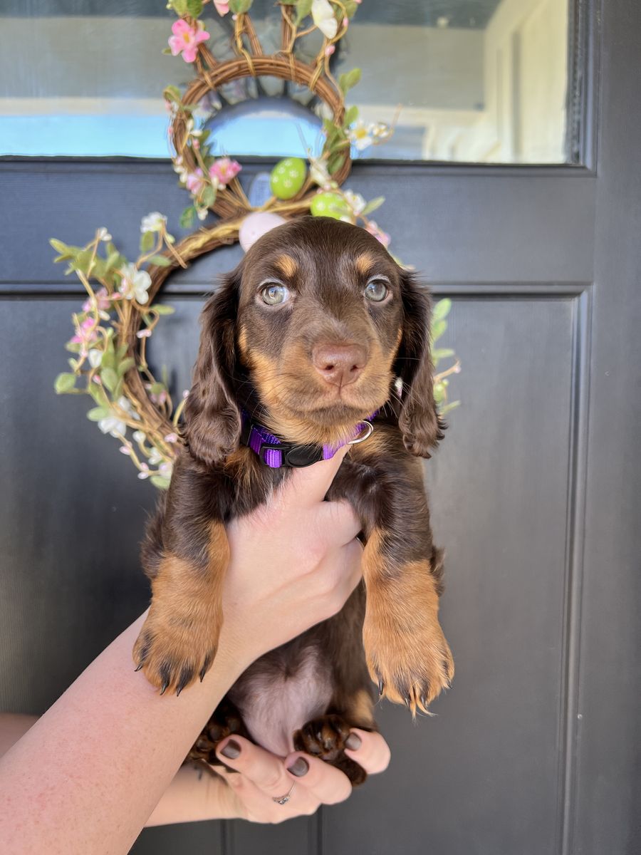 Dachshund Puppies